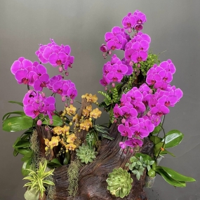 HỒ ĐIỆP TÍM, VÀNG GHÉP LŨA 