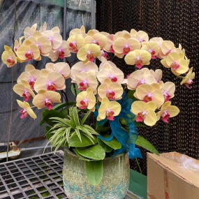 HỒ ĐIỆP VÀNG VIP