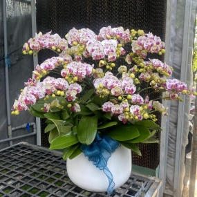 HỒ ĐIỆP MINI TRẮNG ĐIỂM TÍM