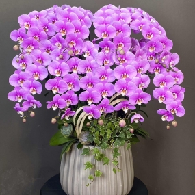 HỒ ĐIỆP HỒNG ANNA