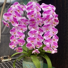 HỒ ĐIỆP NHUỘM TÍM BẢN ĐỒ