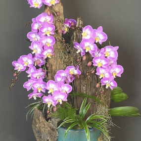 HỒ ĐIỆP TÍM MINI GHÉP LŨA CÂY TIỂU CẢNH