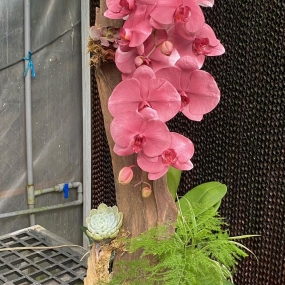 HỒ ĐIỆP NHUỘM HỒNG PASTEL