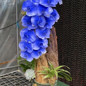 HỒ ĐIỆP NHUỘM MÀU XANH GHÉP LŨA 