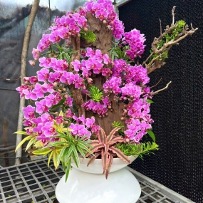 Hồ điệp tím ghép lũa 27/05/25