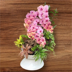 Hồ điệp hồng tiểu cảnh lũa 27/05/2025