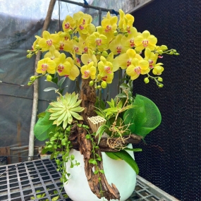 Hồ điệp mimi vàng ghép lũa 6/6/25