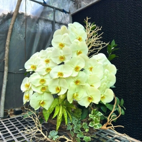 Hồ điệp xanh vàng sale 6/6/25