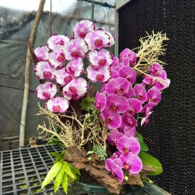 Hồ điệp tím 2 màu sale 6/6/25