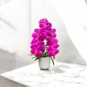 Hồ điệp tím để bàn 3 cành hoa 6/6/25