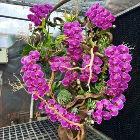 Hồ điệp tím ghép lũa sale 6/6/25