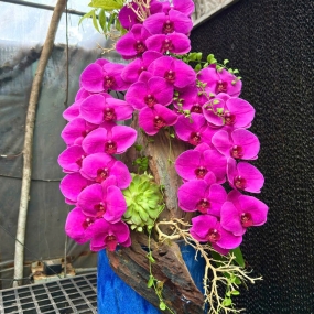 Hồ điệp tím ghép lũa sale 6/6/25