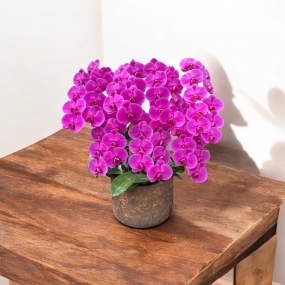 Hồ điệp tím để bàn 6/6/25