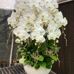 Chậu Hồ điệp trắng 11 cành size đại | ĐẶT HOA HỒ ĐIỆP SÀI GÒN 