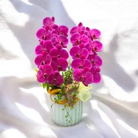 Hồ điệp tím 2 cành để bàn chậu sứ mini 