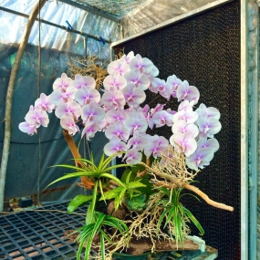 Hồ điệp hồng trắng phối với cỏ lan chi và lũa gỗ  I HỒ ĐIỆP SÀI GÒN 