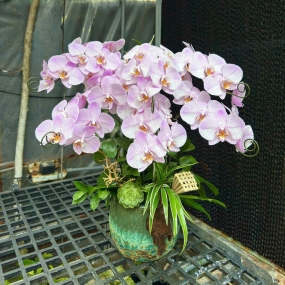 Hồ điệp tím chậu sứ tròn phối sen đá, cỏ lan chi, nan tre