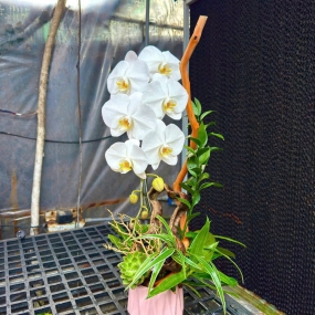 Hồ điệp trắng 1 nhánh phối cùng lũa mini, lá chanh , sen đá và cỏ lan chi 