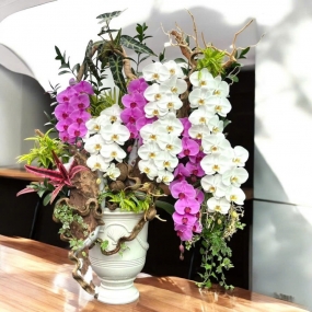 10 cành hồ điệp trắng, tím phối tiểu cảnh lũa, môn quan âm, dúa hồng phụng, cỏ lan chi, chậu sứ trắng