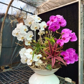 3 cành hồ điệp trắng phối 3 cành hồ điệp tím, cùng với lũa và dứa hồng phụng 