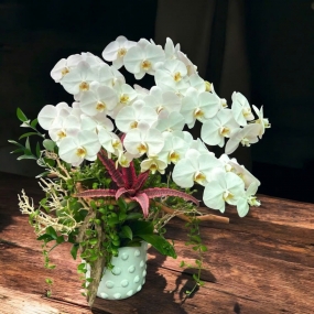 Hồ điệp trắng 4 cành phối đô la leo, dứa hồng phụng chậu sứ trắng 