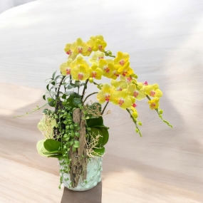 5 cành hồ điệp vàng mini phối lũa và đô la treo trong chậu sứ