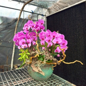 6 cành hồ điệp tím phối lũa bosai tạo hình trong chậu sứ tròn 