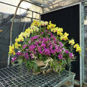 Hồ điệp vàng phối hồ điệp tím mini cấm hình tháp phối cây không khí, lũa 