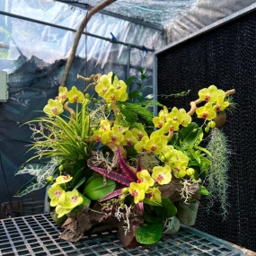 Hồ điệp vàng phối cảnh lũa, cỏ lan chi, cây không khí, dứa hồng phụng 