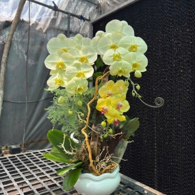 Hồ điệp vàng chanh phối vàng, lũa chậu sứ tròn mini