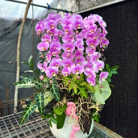 9 cành hồ điệp tím phối cảnh lũa, môn quan âm, lá chanh, lá trúc nhật