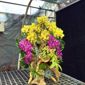 Hồ điệp vàng size trung, hồ điệp tím mini ghép lũa đẹp mắt | HỒ ĐIỆP ĐẸP SÀI GÒN 