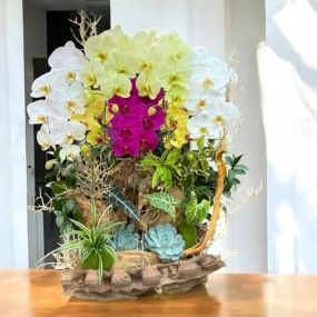 Hồ điệp ngũ sắc ghép tiểu cảnh lũa | ĐẶT HOA HỒ ĐIỆP SÀI GÒN 