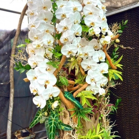 Tiểu cảnh gồm 5 cành hồ điệp trắng ghép lũa, cỏ lan chi, môn quan âm  | ĐẶT HOA HỒ ĐIỆP SÀI GÒN 