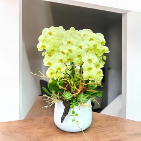 Hồ điệp vàng chanh chậu sứ, sen đá | ĐẶT HOA HỒ ĐIỆP SÀI GÒN 