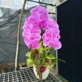 Chậu 3 cành hồ điệp tím | ĐẶT HOA HỒ ĐIỆP SÀI GÒN 