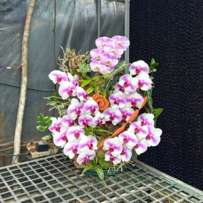 Hồ điệp hồng trắng 5 cành phối lá trúc nhật | ĐẶT HOA HỒ ĐIỆP SÀI GÒN 