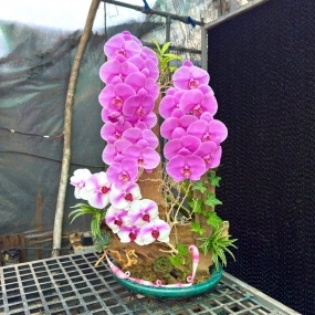 Hồ điệp hồng tím đa sắc ghép lũa | ĐẶT HOA HỒ ĐIỆP SÀI GÒN 