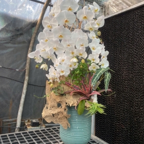 Chậu sứ hồ điệp trắng , dáng cao ghép lũa | ĐẶT HOA HỒ ĐIỆP SÀI GÒN 