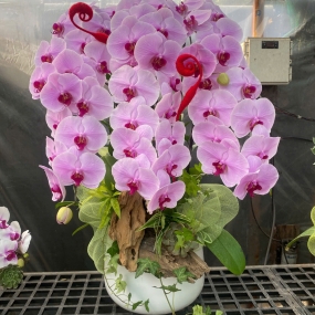 Chậu hồ điệp hồng nhụy tím phối nơ, lũa | ĐẶT HOA HỒ ĐIỆP SÀI GÒN 