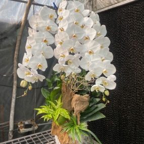 Chậu hồ điệp trắng size đại 3 cành, phối lũa, cao 45cm