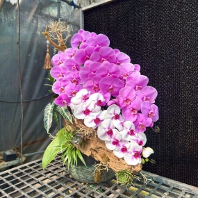 Hồ điệp tím và hồ điệp trắng nhụy tím ghép lũa kiểu đổ thác nghiên 