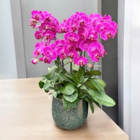 Chậu hồ điệp tím size trung để bàn 