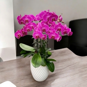 Chậu sứ trắng cấm hồ điệp tím size trung để bàn 