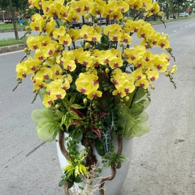 Chậu hồ điệp vàng phối tiểu cảnh, cao 1m | ĐẶT HOA HỒ ĐIỆP SÀI GÒN 