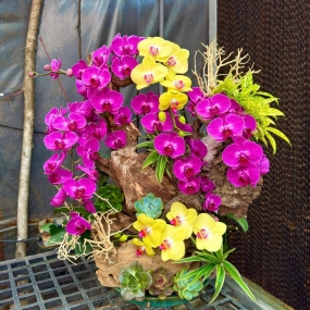 Hồ điệp tím, vàng size đại ghép lũa, sen đá, lá trúc nhật 