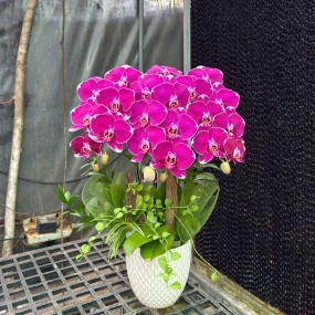 Chậu hồ điệp Địa Chủ 3 cành siêu hoa cắm đô la leo |ĐẶT HOA HỒ ĐIỆP SÀI GÒN 