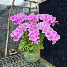 Chậu hồ điệp hồng Anna 6 cành siêu bông | ĐẶT HOA HỒ ĐIỆP SÀI GÒN 