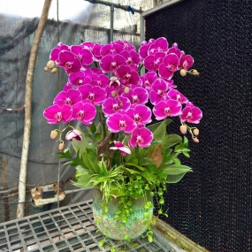 Chậu hồ điệp Địa Chủ 6 cành siêu hoa phối lũa, lá lan, đô la, cỏ lan chi 