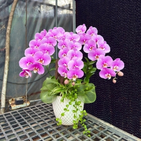 Chậu hồ điệp Anna 3 cành siêu hoa, cắm lá chanh, cỏ lan chi | ĐẶT HOA HỒ ĐIỆP SÀI GÒN 